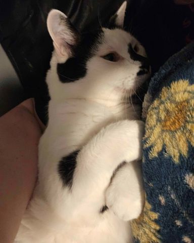 Cute moo cow named Mr. Simon