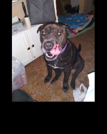 Cute shar pei  pitbull mix named Purty Panda