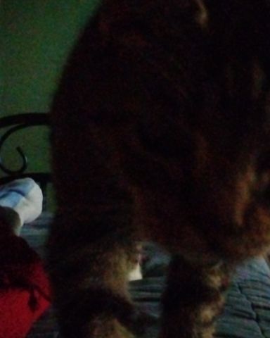 Cute Egyptian Tabby named Shadow