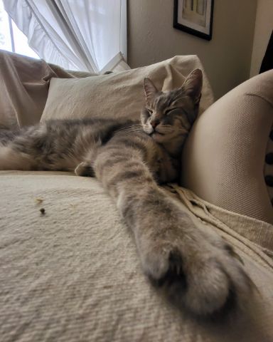 Cute Tabby named Jack