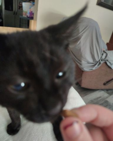 Cute cat named Fish
