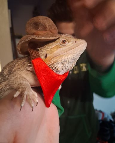 Cute Bearded Dragon named Aldawien "Al" for short.