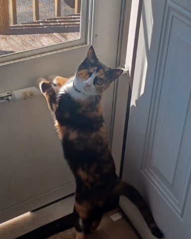 Cute calico named patches