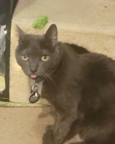 Cute cat named Ms. Kitty