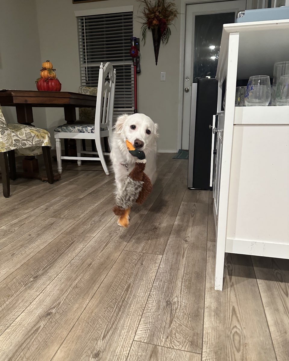 Cute German Shepherd Golden Retriever named Emma