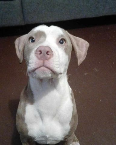 Cute pitbull named Bisko