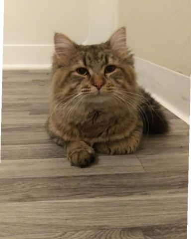 Cute MaineCoon Mix, Tabby named Booey; Baby Boy; Ka-Booey; Boo-Titters