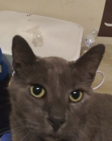 Cute cat named scoot
