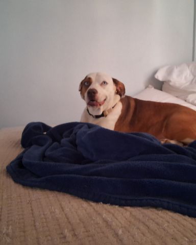 Cute Australian shepherd pit bull mix named Daisy