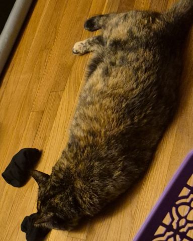 Cute cat named Celestine