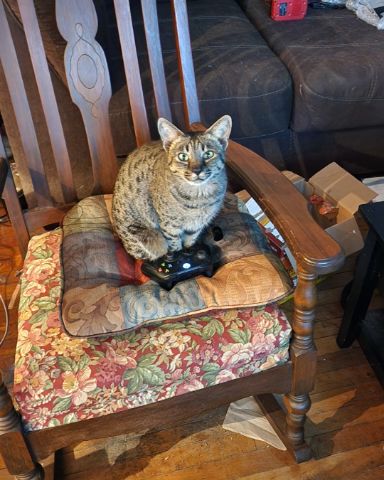 Cute Savannah named Mona