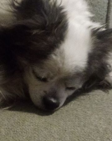 Cute Long Hair Chihuahuas named Patches