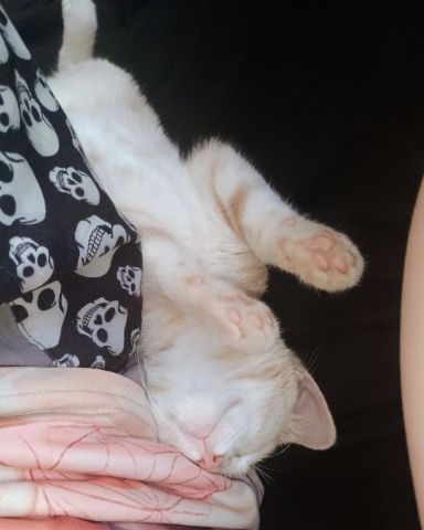 Cute orange cat named Aphrodite