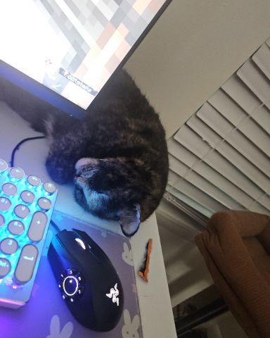 Cute fat named Snickers