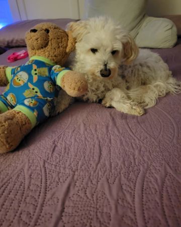 Cute Maltipoo named Bear