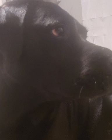 Cute lab named gunner