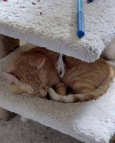 Cute Orange tabby named Phenyx
