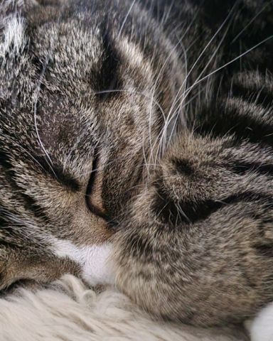 Cute tabby named Priscilla