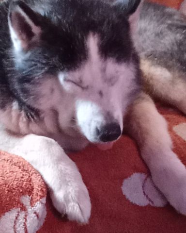 Cute purebred Siberian Husky named Max Preter
