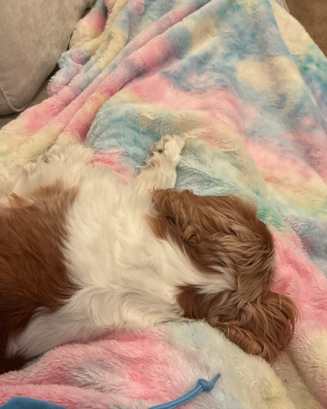 Cute Cavalier King Charles Spaniel named Arya