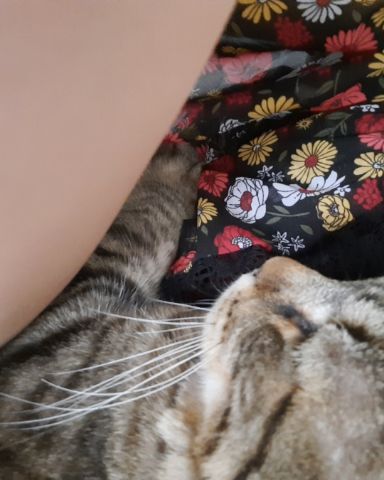 Cute taby cat named Gracie
