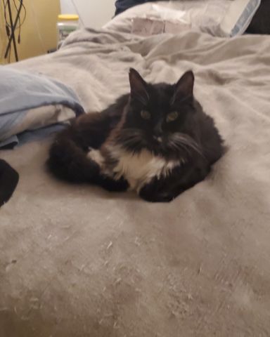 Cute Tuxedo cat named Thaddeus Maximus