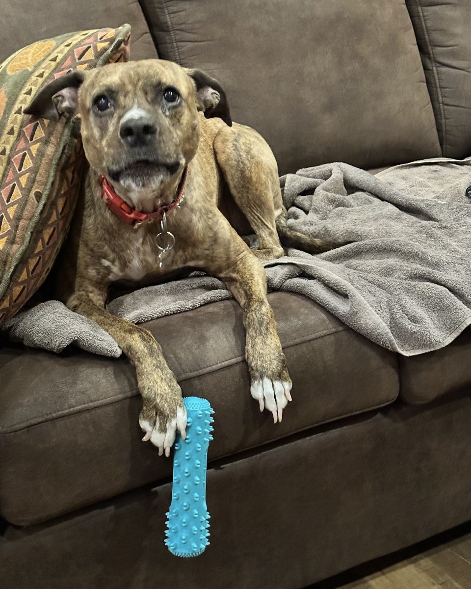 Cute Pitbull Mutt named Cooper