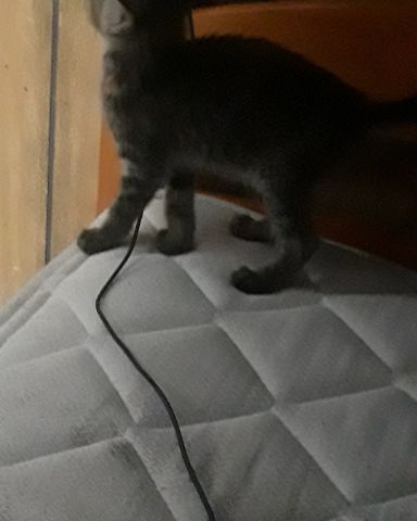 Cute calico tabby named kitty
