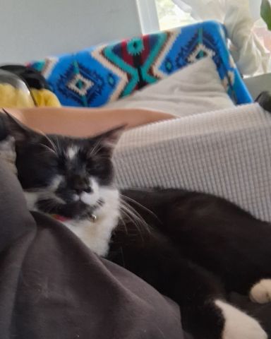 Cute tuxedo cat named Namour