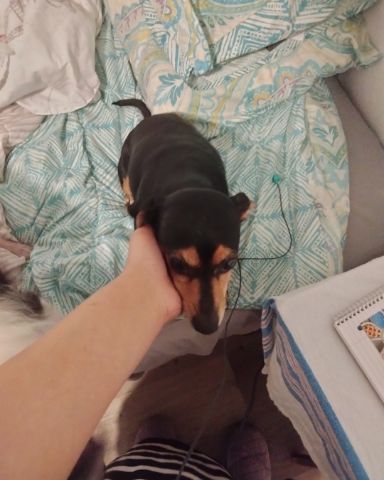 Cute dauchund named Rowdy