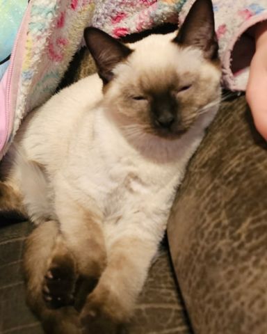 Cute Siamese named Luna🌙💫 (twin of Stella)