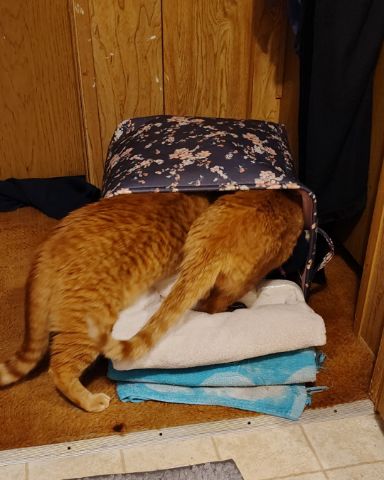 Cute Ginger named The Ginger Bros