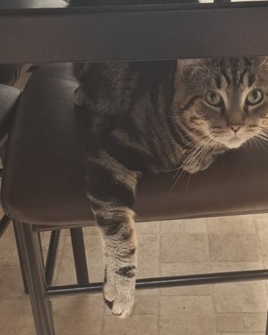 Cute taby named Hermes