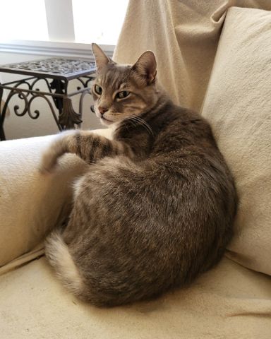 Cute Tabby named Jack