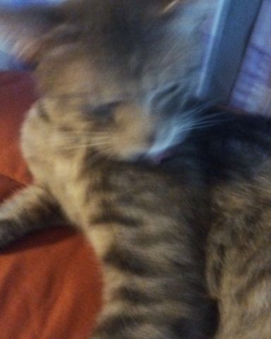 Cute gray cat named Kitty