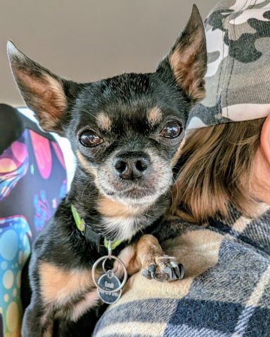 Cute Chihuahua named Bandit