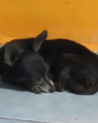 Cute Chihuahua named Balu