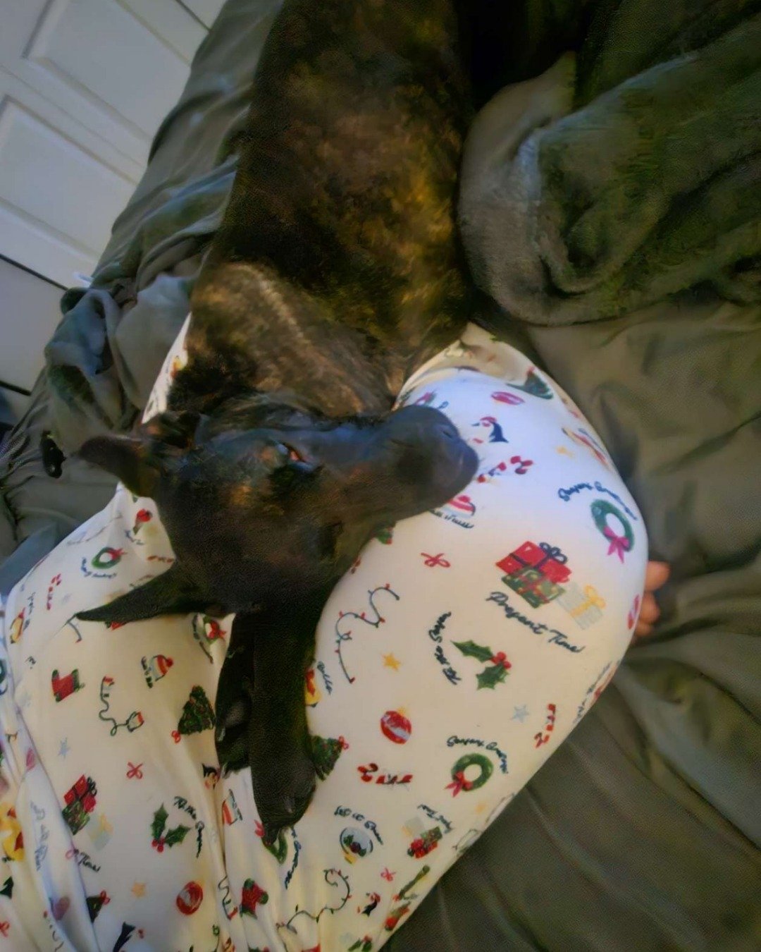 Cute German Shepherd Pit Boxer mix named Luna Aurora