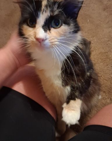Cute tortoise calico named chico