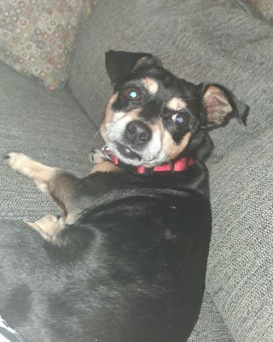 Cute Miniature pinscher named Turbo