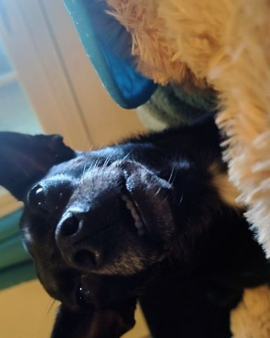 Cute dog named Lumos