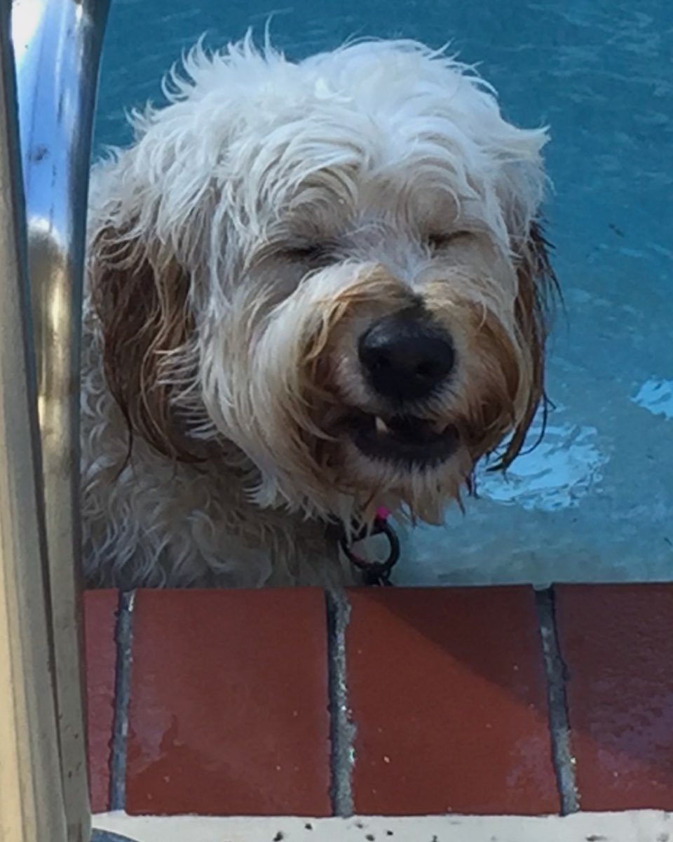 Cute dog named Bria