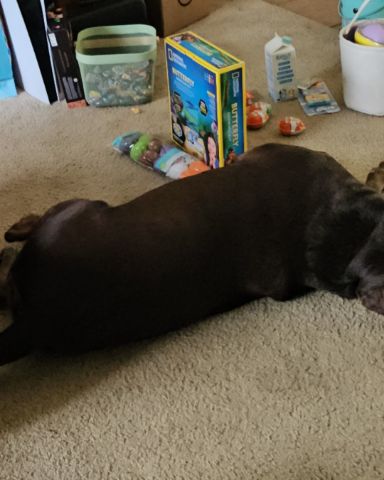 Cute chocolate lab named Roscoe
