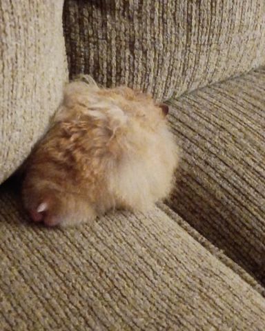 Cute golden hamster named Alex