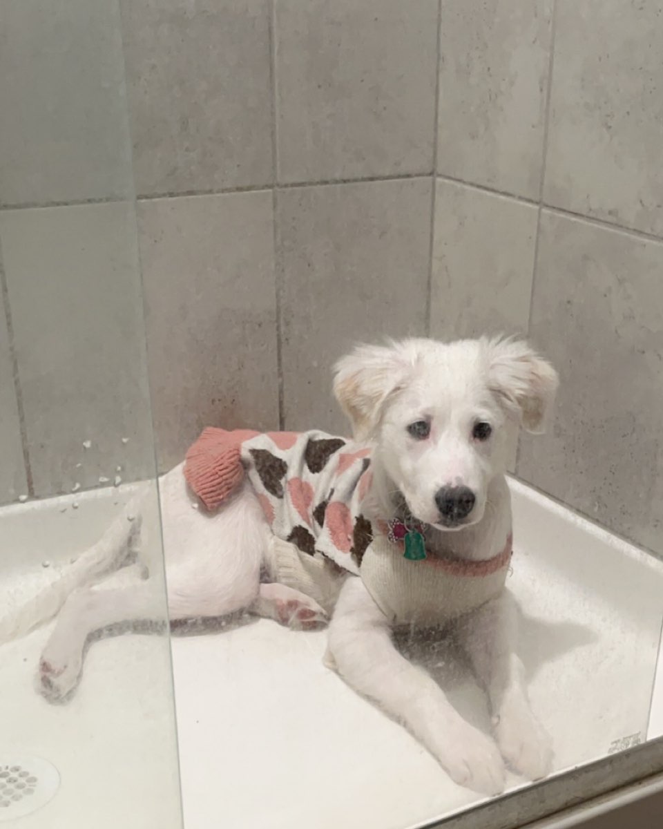Cute German Shepherd Golden Retriever named Emma