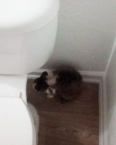 Cute Dutch dwarf rabbit named stormy