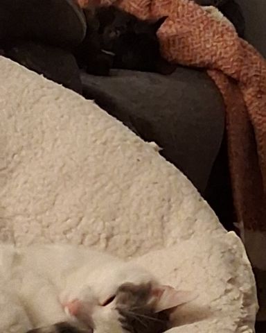 Cute Unsure named Little Dude