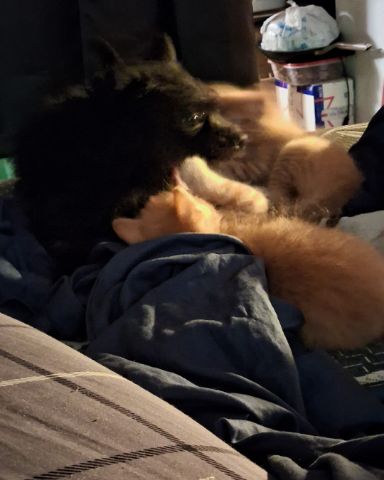 Cute cat named Jeep and Wrangler