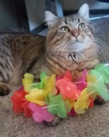 Cute MaineCoon Mix, Tabby named Booey; Baby Boy; Ka-Booey; Boo-Titters