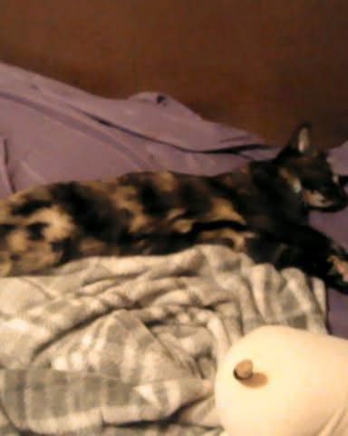 Cute cat named Gizmo